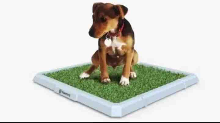 BANDEJA TONIPETS HEMBRA MEDIANA  48X48X3CM
